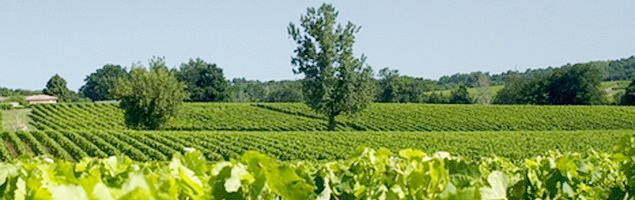 Château du Courlat · Lussac-Saint-Émilion